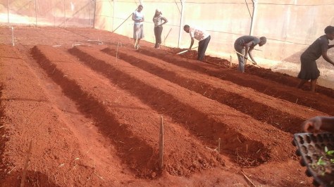 Some members of the newly launched Makueni Youth Agripreneurs working on the Kibuezi farm